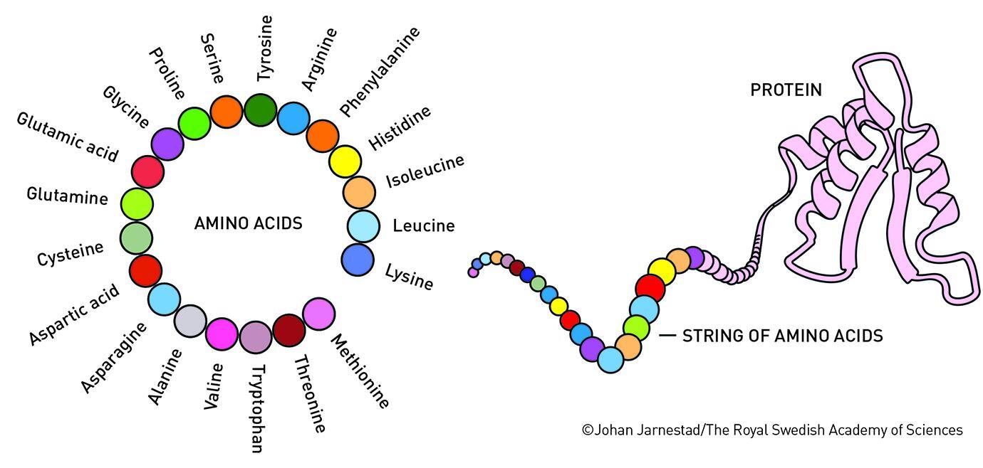 Nobel-Jumper-protein (1)